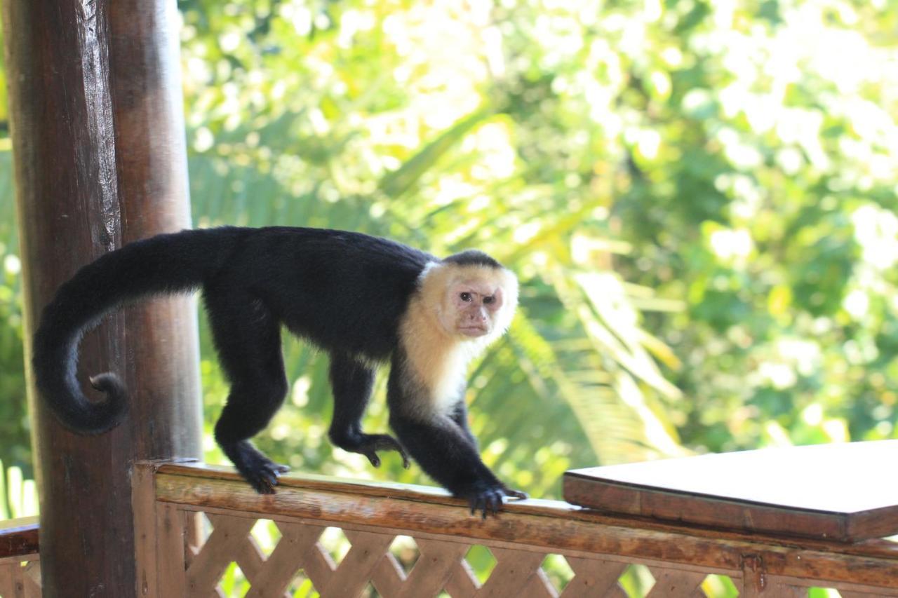 Hotel Manuel Antonio Park House - Adults Only Exterior foto