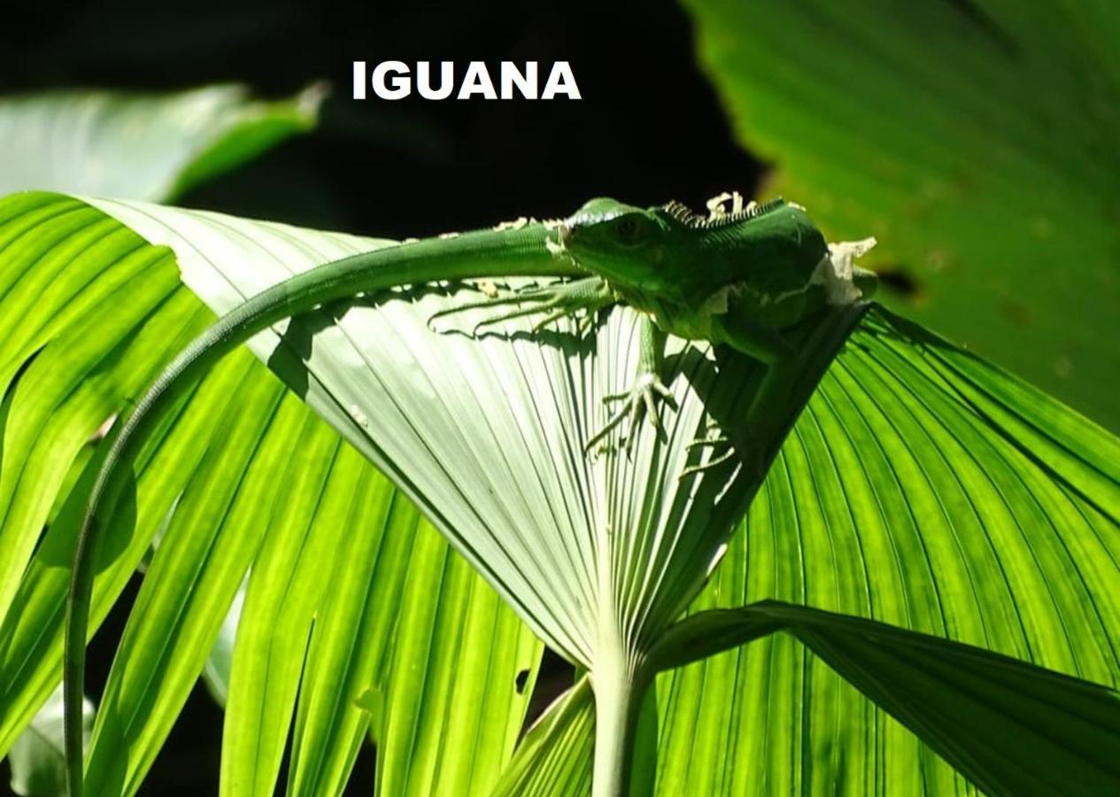 Hotel Manuel Antonio Park House - Adults Only Exterior foto